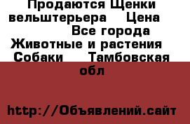 Продаются Щенки вельштерьера  › Цена ­ 27 000 - Все города Животные и растения » Собаки   . Тамбовская обл.